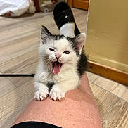 Aloe participe au concours pour gagner de l'argent avec cette photo : kitten, cat, pet, indoor, floor, wooden_floor, leg, human_leg, black_and_white, young_animal, cute, feline, paw, mouth_open, playful, domestic_animal, resting, animal, person, household