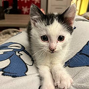Aloe participe au concours pour gagner de l'argent avec cette photo : animal, bedroom, black_and_white, blanket, cartoon, cat, closeup, cozy, curious, cute, eyes, fur, indoor, kitten, paws, pet, resting, soft, whiskers, young