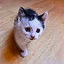 Aloe participe au concours pour gagner de l'argent avec cette photo : kitten, cat, black_and_white, pet, animal, floor, wooden_floor, whiskers, cute, small, young, indoor, fur, mammal, eyes, curious, standing, domestic, adorable, face