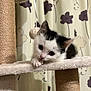 kitten, cat, cat_tree, pet, indoor, curtain, flower_pattern, black_and_white, fur, whiskers, paws, cute, young, playful, animal, resting, soft_texture, closeup, eyes, curious