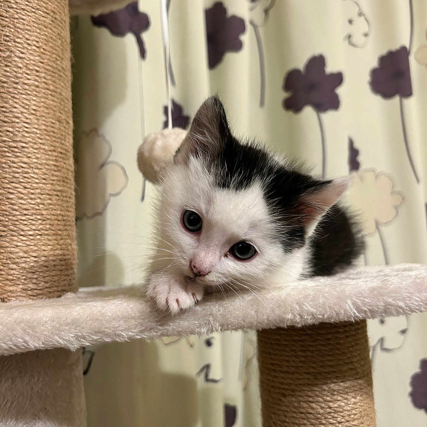 Aloe participe au concours pour gagner de l'argent avec cette photo : animal, black_and_white, cat, cat_tree, closeup, curious, curtain, cute, eyes, flower_pattern, fur, indoor, kitten, paws, pet, playful, resting, soft_texture, whiskers, young