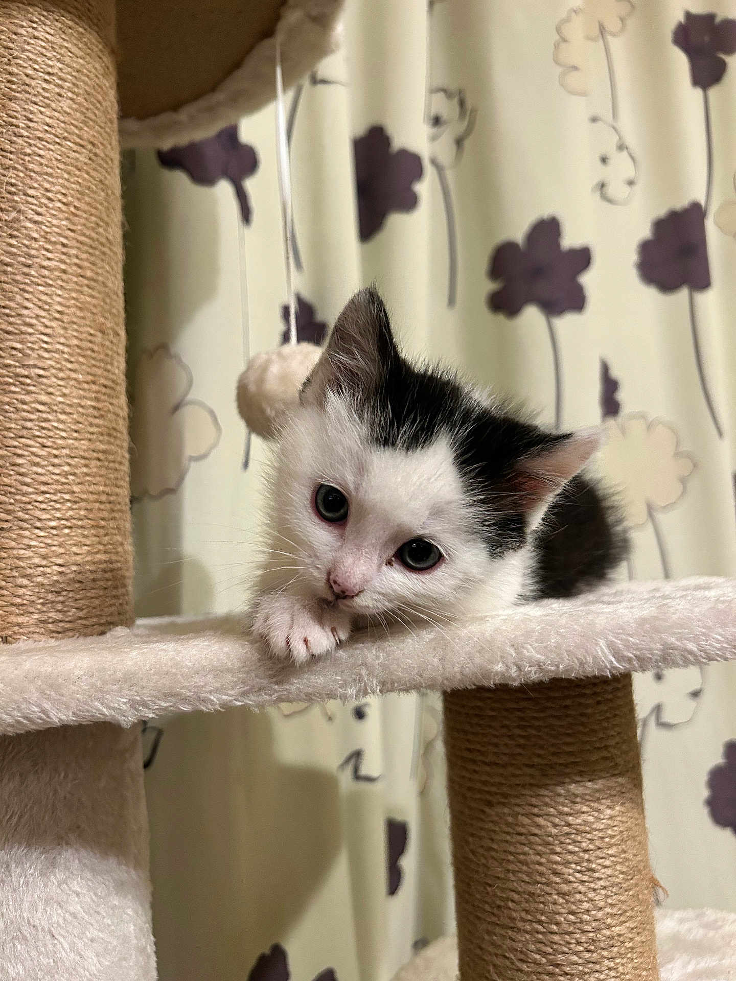Aloe participe au concours pour gagner de l'argent avec cette photo : kitten, cat, cat_tree, pet, indoor, curtain, flower_pattern, black_and_white, fur, whiskers, paws, cute, young, playful, animal, resting, soft_texture, closeup, eyes, curious
