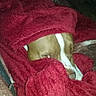 animal, bed, blanket, brown_dog, burrito_dog, closeup, couch, cozy, cute, dark, dog, flash_photography, indoor, pet, red_blanket, resting, sleeping, snuggling, soft_fabric, white_markings