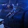 alert, animal, blue_lighting, cat, coffee_table, couch, ears, eyes, family_photos, home_decor, indoor, living_room, lying_down, pet, portrait, sitting, sofa, stretched_legs, striped_fur, tabby_cat