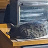 animal, appliance, black_cat, cat, clothing, cozy, dark_fur, fluffy, furry, hats, home, indoors, kitchen, lying_down, microwave, pet, portrait, resting, table, wooden_table