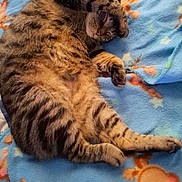 K. C. is registered to the contest to win money with this photo: cat, tabby, sleeping, relaxed, lying_down, fur, striped_fur, paws, whiskers, closed_eyes, pet, animal, blanket, blue_blanket, colorful, indoors, cozy, nap, cute, portrait