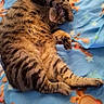 animal, blanket, blue_blanket, cat, closed_eyes, colorful, cozy, cute, fur, indoors, lying_down, nap, paws, pet, portrait, relaxed, sleeping, striped_fur, tabby, whiskers