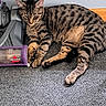 animal, carpet, cat, ears, feline, indoor, lounging, paws, pet, purple, relaxed, resting, sleeping, striped_fur, tabby_cat, tail, vacuum_cleaner, wall, whiskers, wood_floor