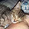 animal, bed, bedding, cat, close_up, closed_eyes, cuddling, ears, floral_pattern, furry, human_arm, kitten, nose, pet, sleeping, sleepy, striped_fur, tabby, tattoo, whiskers