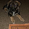 Bear Cub is registered to the contest to win money with this photo: black_fur, blue_eyes, brown_fur, carpet, cartoon, colorful, dog, floor, floppy_ears, furniture, home, indoors, lying_down, photography, portrait, puppy, rug, shiny_eyes, tan_paws, white_chest