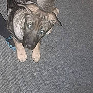 Bear Cub joined the competition — help win amazing prizes! animal, black_fur, brown_fur, carpet, curious, cute, dog, flash_photography, floor, floppy_ears, home, indoors, looking_up, lying_down, paws, pet, pet_bed, portrait, puppy, tail