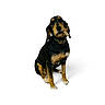animal, black_and_tan, canine, cigar, collar, dog, ears, eyes, full_body, fur, mouth, nose, pet, photograph, portrait, serious, sitting, studio, tricolor, white_background