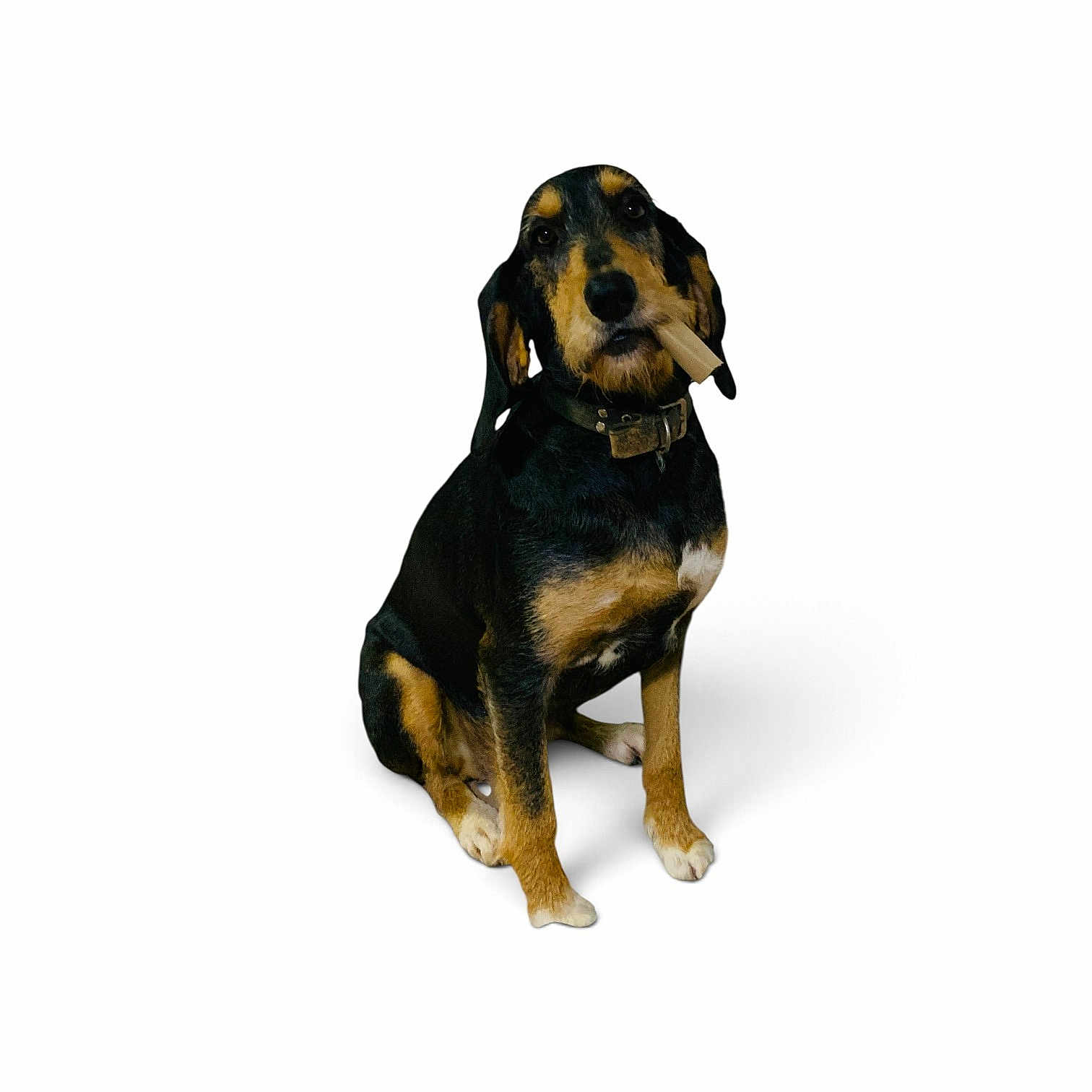 Tina a rejoint le concours — aidez-le/la à gagner de superbes lots ! dog, canine, tricolor, black_and_tan, sitting, portrait, collar, cigar, mouth, ears, eyes, nose, fur, white_background, studio, animal, pet, full_body, serious, photograph