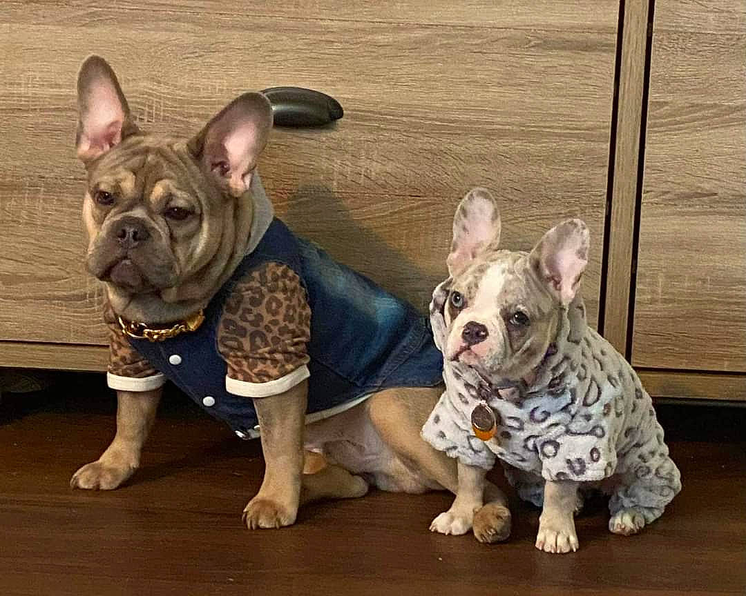 Matisse joined the competition — help win amazing prizes! bulldog, canidae, carnivore, comfort, companion_dog, dog, dog_breed, ear, fawn, french_bulldog, mammal, snout, sporting_group, terrestrial_animal, toy_dog, vertebrate, whiskers, wood, working_animal, wrinkle