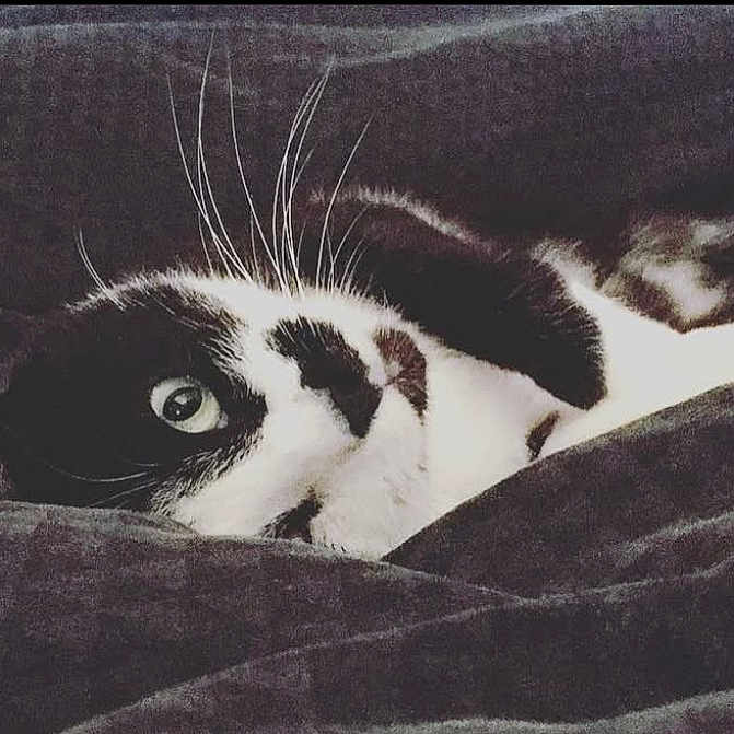 Léo a rejoint le concours — aidez-le/la à gagner de superbes lots ! animal, black_and_white, blanket, cat, close_up, comfort, cozy, cute, eye, feline, fur, hiding, indoor, pet, relaxing, resting, sleepy, soft, warm, whiskers