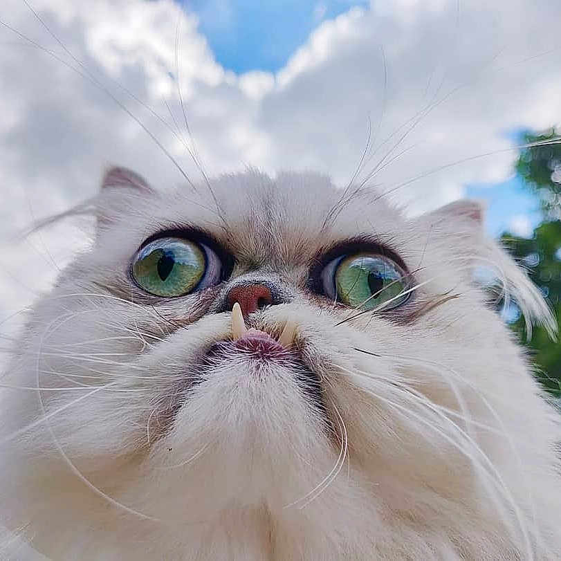 Mocheton a rejoint le concours — aidez-le/la à gagner de superbes lots ! animal, cat, close_up, clouds, cute, daylight, fangs, fluffy, funny_expression, fur, green_eyes, majestic, nature, outdoor, pet, portrait, sky, tree, whiskers, white