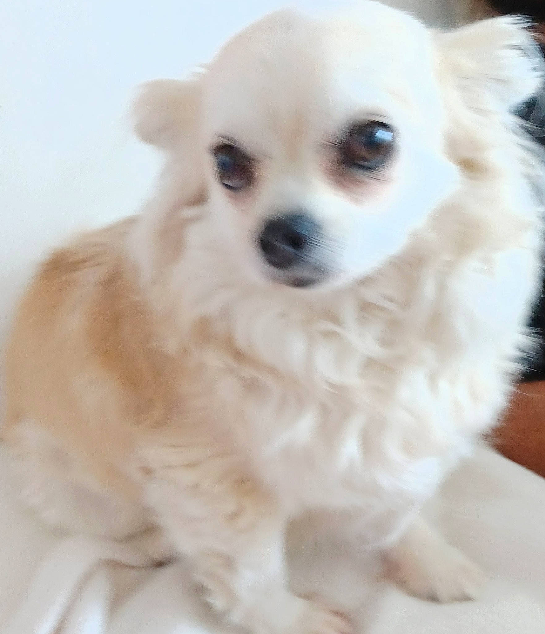 Samy participe au concours pour gagner de l'argent avec cette photo : ancient_dog_breeds, canidae, carnivore, companion_dog, corgi_chihuahua, dog, dog_breed, dog_collar, dog_supply, ear, fawn, fur, non_sporting_group, pet_supply, puppy, sporting_group, toy_dog, volpino_italiano, whiskers, working_animal