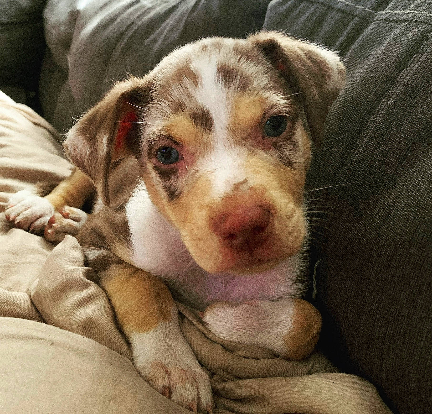 Tank joined the competition — help win amazing prizes! canidae, carnivore, comfort, companion_dog, couch, dog, dog_breed, eye, fawn, fur, non_sporting_group, puppy, snout, sporting_group, terrestrial_animal, whiskers, working_animal