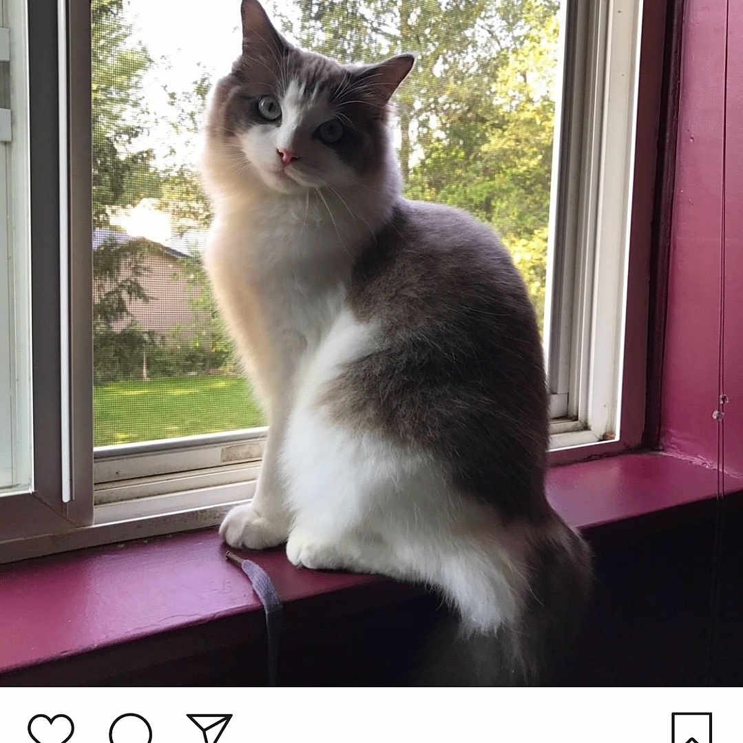 Merlin
