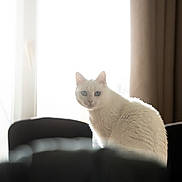 Yoko participe au concours pour gagner de l'argent avec cette photo : animal, backlit, blue_eyes, calm, cat, cozy, curtains, cute, domestic, feline, fluffy, furniture, home, indoor, pet, portrait, sitting, soft_light, white_cat, window