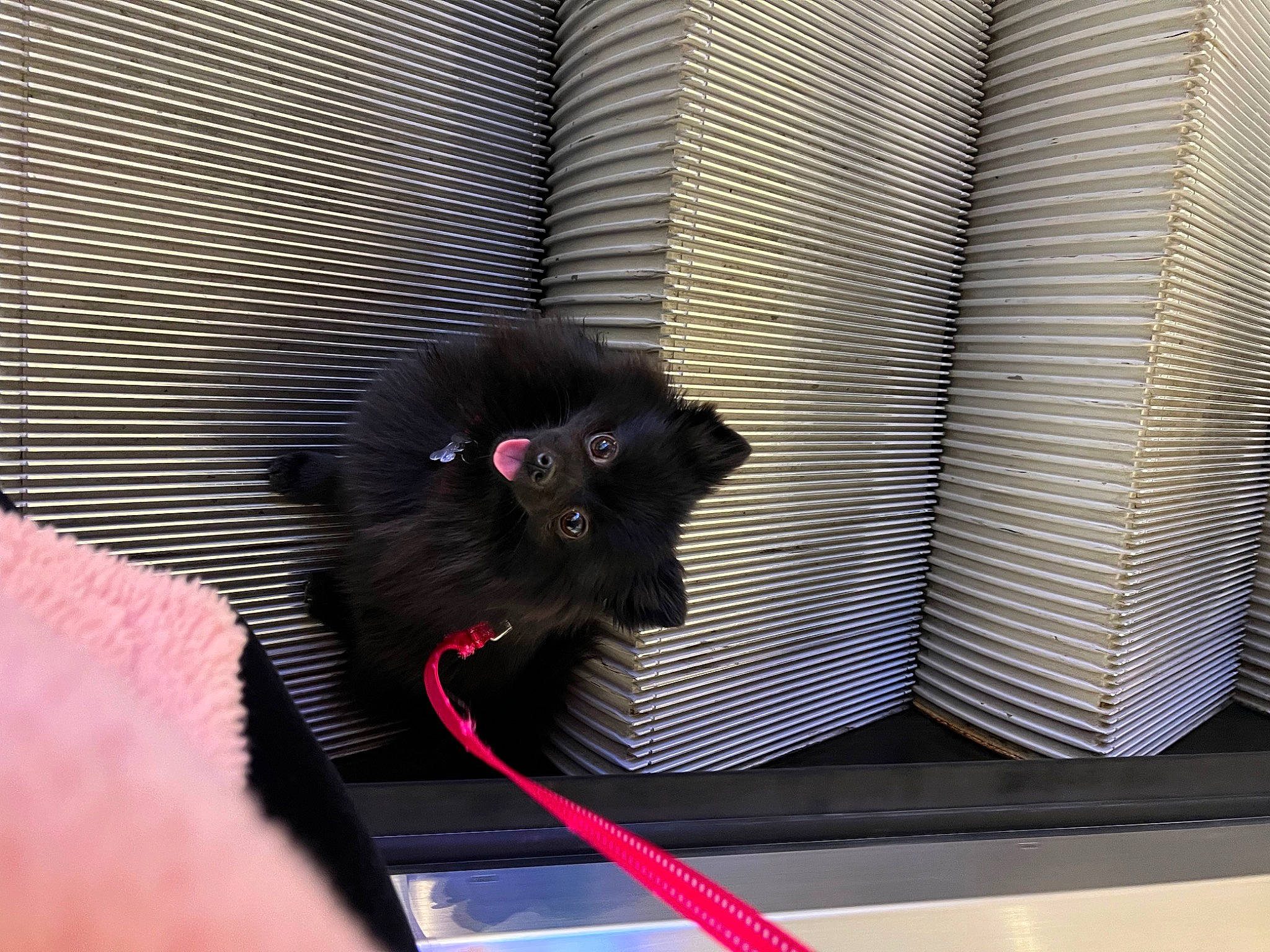 Judy a rejoint le concours — aidez-le/la à gagner de superbes lots ! black_cat, carmine, carnivore, cat, domestic_short_haired_cat, felidae, fur, magenta, room, shade, shadow, small_to_medium_sized_cats, tail, tints_and_shades, whiskers, window, window_covering, window_treatment