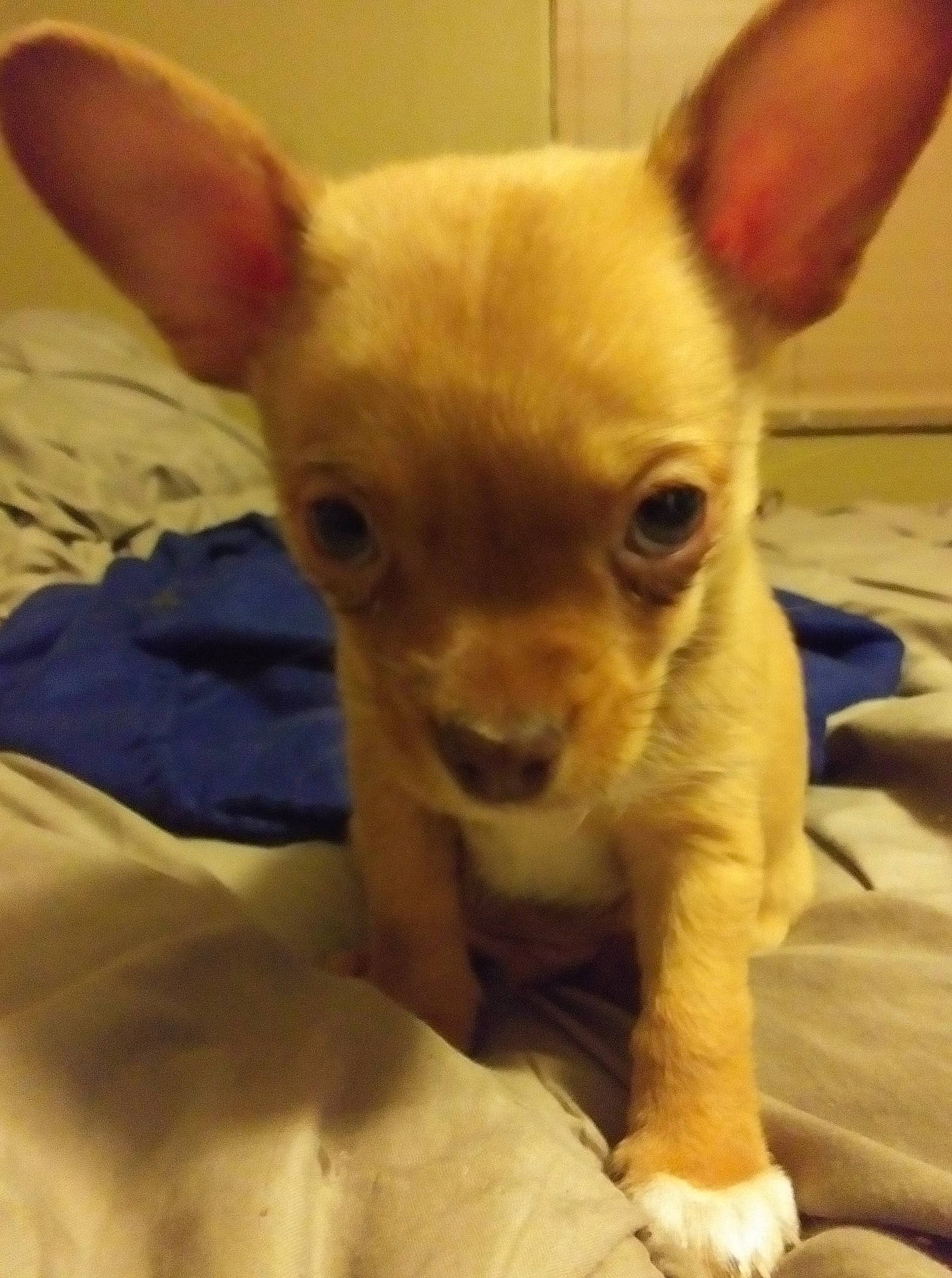 Billy The Kid is registered to the contest to win money with this photo: canidae, carnivore, chihuahua, comfort, companion_dog, dog, dog_breed, dog_supply, fawn, mammal, non_sporting_group, russkiy_toy, skin, snout, terrestrial_animal, toy_dog, vertebrate, whiskers, working_animal, yellow