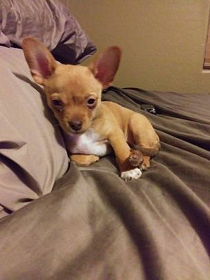 Billy The Kid joined the competition — help win amazing prizes! brown, canidae, carnivore, chihuahua, comfort, companion_dog, dog, dog_breed, fawn, linens, mammal, non_sporting_group, puppy, russkiy_toy, skin, snout, tan, toy_dog, vertebrate, working_animal