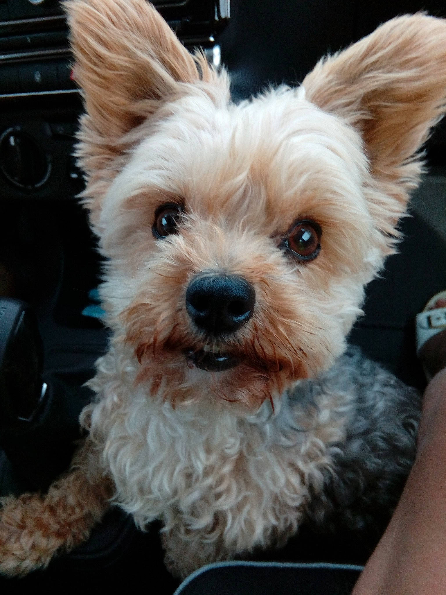 Bimbo participe au concours pour gagner de l'argent avec cette photo : biewer_terrier, canidae, carnivore, companion_dog, dog, dog_breed, dog_supply, ear, fawn, fur, liver, mammal, small_terrier, snout, sporting_group, terrestrial_animal, terrier, toy_dog, yorkipoo