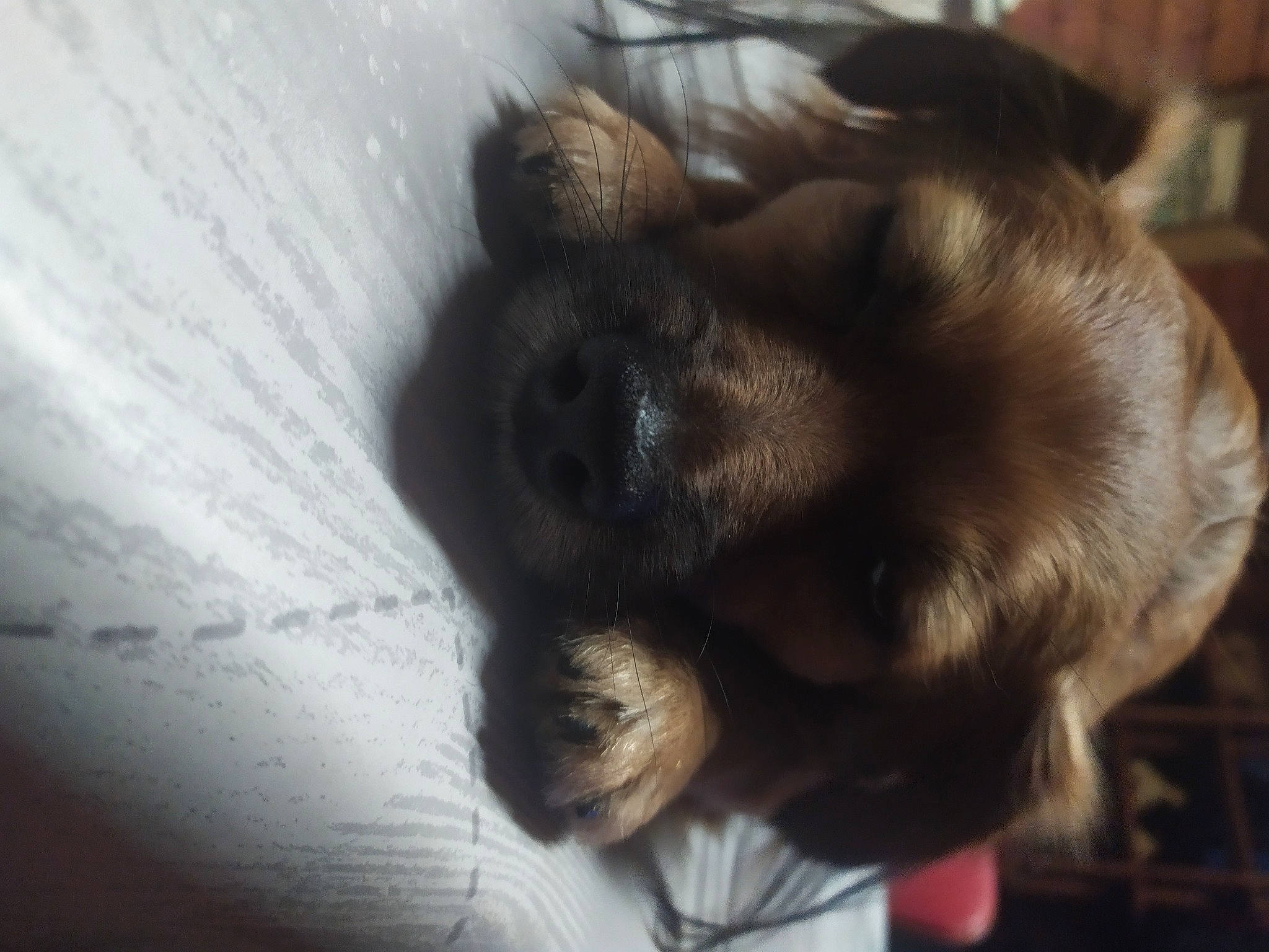 Louky participe au concours pour gagner de l'argent avec cette photo : canidae, carnivore, comfort, companion_dog, dog, dog_breed, ear, fawn, felidae, gesture, liver, nap, paw, snout, sporting_group, tail, toy_dog, whiskers, wood, working_animal