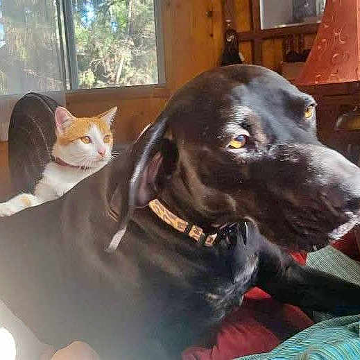 Milo