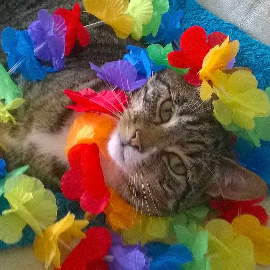 Boots is registered to the contest to win money with this photo: