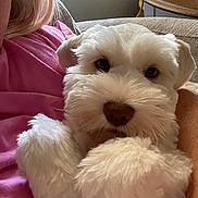 Auggie is registered to the contest to win money with this photo: dog, white_dog, fluffy, pet, indoor, person, pink_shirt, couch, cozy, close_up, face, fur, animal, domestic_animal, relaxing, home, table, plant, window, light