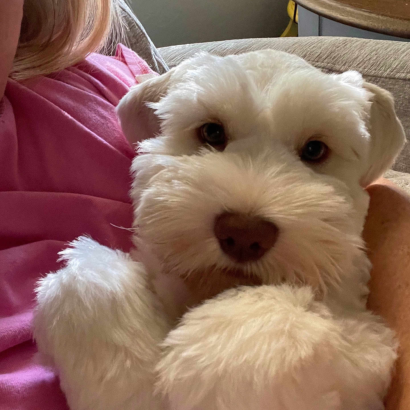 Auggie is registered to the contest to win money with this photo: animal, close_up, couch, cozy, dog, domestic_animal, face, fluffy, fur, home, indoor, light, person, pet, pink_shirt, plant, relaxing, table, white_dog, window