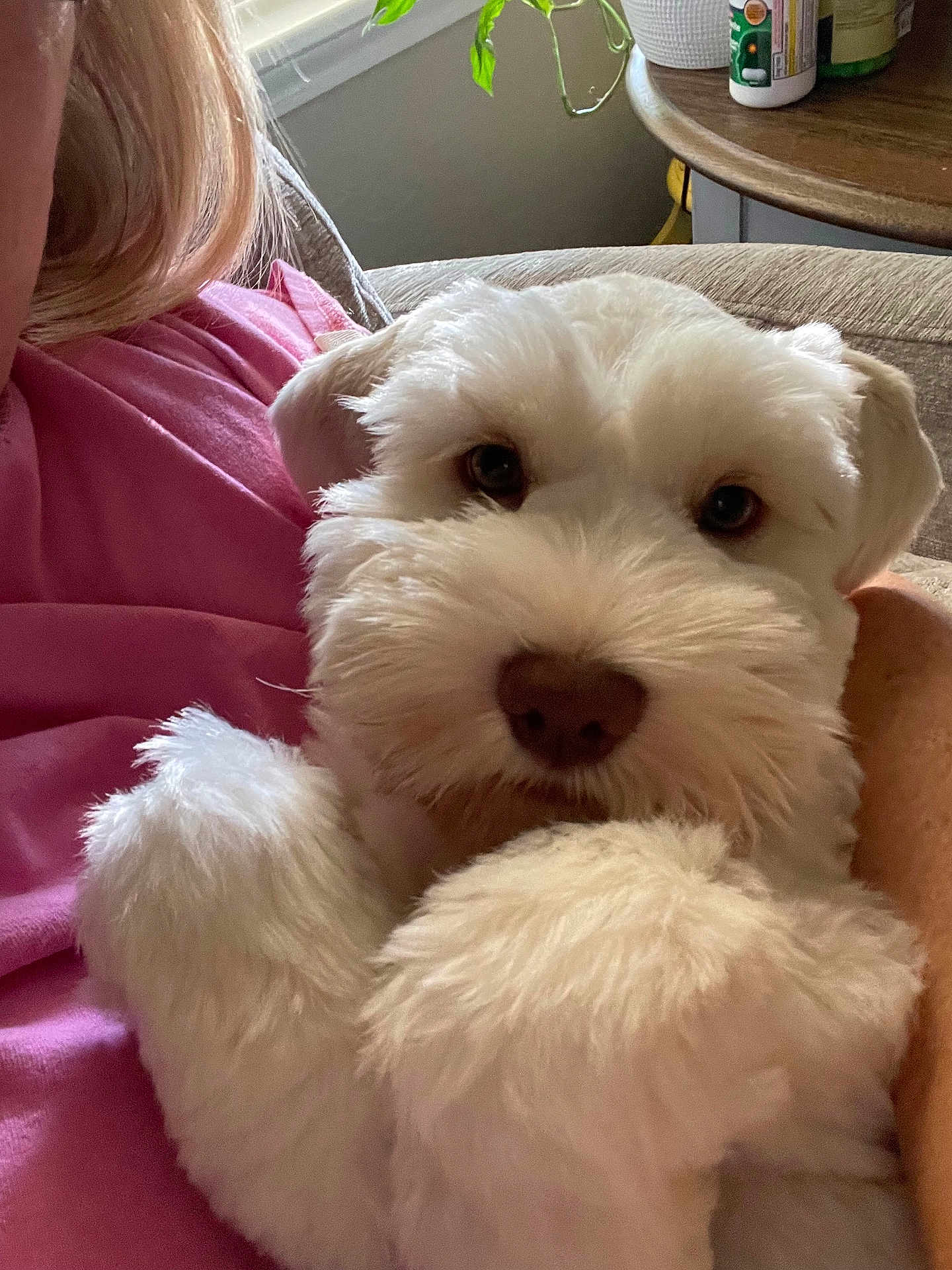 Auggie is registered to the contest to win money with this photo: dog, white_dog, fluffy, pet, indoor, person, pink_shirt, couch, cozy, close_up, face, fur, animal, domestic_animal, relaxing, home, table, plant, window, light