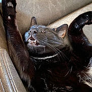 Rowdy joined the competition — help win amazing prizes! adorable, animal, black_cat, cat, closeup, couch, cozy, cute, fangs, feline, fur, indoor, nap, paws, pet, relaxed, resting, sleeping, soft, whiskers