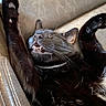 adorable, animal, black_cat, cat, closeup, couch, cozy, cute, fangs, feline, fur, indoor, nap, paws, pet, relaxed, resting, sleeping, soft, whiskers