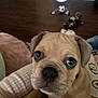 big_eyes, blanket, brown_puppy, button_nose, close_up, collar, couch, cute, dog, dog_toys, floor, hardwood_floor, human_arm, indoor, pet, portrait, puppy, snout, whiskers, wrinkled_face