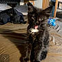 Blackberry is registered to the contest to win money with this photo: kitten, cat, black_cat, fur, tongue_out, bed, blanket, indoor, cute, pet, animal, feline, whiskers, ears, eyes, sitting, domestic, young, cozy, playful