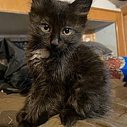 Blackberry is registered to the contest to win money with this photo: kitten, black_cat, furry, pet, animal, cute, indoor, small, young, whiskers, curious, sitting, feline, domestic_cat, soft, ears, eyes, fur, bed, cozy
