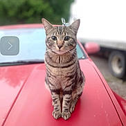 Nova is registered to the contest to win money with this photo: animal, blurred_background, car, cat, daytime, domestic_animal, ears, feline, four_legs, hood, looking_at_camera, nature, outdoor, pet, red_car, sitting, striped, tabby_cat, vehicle, whiskers