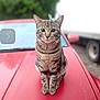 animal, blurred_background, car, cat, daytime, domestic_animal, ears, feline, four_legs, hood, looking_at_camera, nature, outdoor, pet, red_car, sitting, striped, tabby_cat, vehicle, whiskers