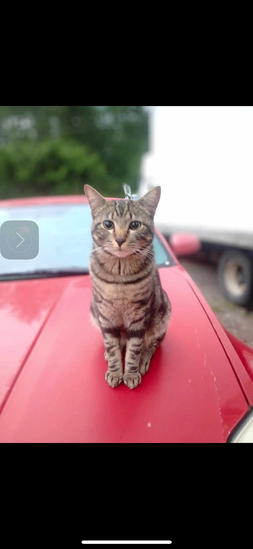 Nova is registered to the contest to win money with this photo: animal, blurred_background, car, cat, daytime, domestic_animal, ears, feline, four_legs, hood, looking_at_camera, nature, outdoor, pet, red_car, sitting, striped, tabby_cat, vehicle, whiskers