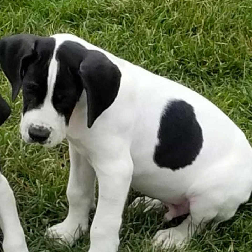 Max joined the competition — help win amazing prizes! animal, boxer, bulldog, canine, dog, grass, greatdane, hound, labradorretriever, person, pet, plant, pointer, puppy