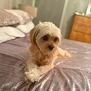 Fosse is registered to the contest to win money with this photo: animal, bed, bedroom, blanket, canine, comfort, cozy, cute, dog, domestic, fur, furniture, indoor, light, pet, pillow, relaxed, resting, sleeping_area, soft