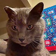 Kiki Monster is registered to the contest to win money with this photo: abyssinian, animal, architecture, building, cat, cushion, face, furniture, head, homedecor, indoors, kitten, livingroom, manx, person, pet, photography, portrait, quilt, room