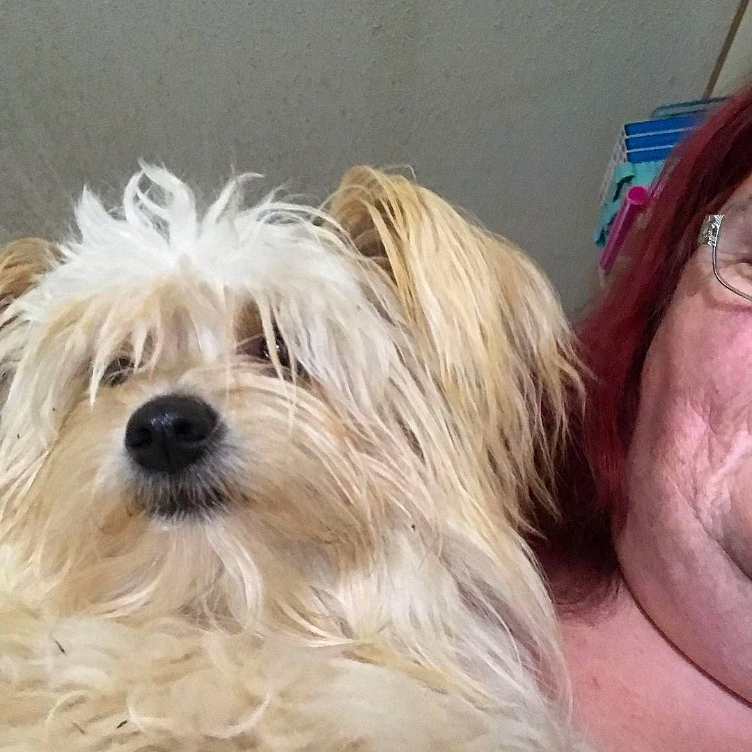 Butterfly joined the competition — help win amazing prizes! biewer_terrier, blond, canidae, carnivore, companion_dog, dog, dog_breed, eyewear, fur, maltepoo, non_sporting_group, small_terrier, snout, sporting_group, terrier, toy_dog, working_animal, yorkipoo