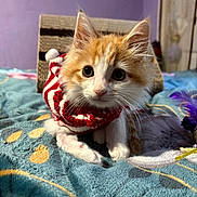 Zenitsu joined the competition — help win amazing prizes! kitten, cat, orange, white, fur, sweater, striped, bed, blanket, toy, feather, cute, pet, animal, indoor, curious, wide_eyes, feline, cozy, small
