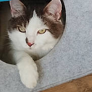 Sunny a rejoint le concours — aidez-le/la à gagner de superbes lots ! cat, feline, pet, white_fur, brown_fur, tabby, yellow_eyes, pink_nose, whiskers, pointed_ears, fluffy_paw, lying_down, relaxed, indoors, blanket, bed, wooden_floor, close_up, portrait, animal_photography