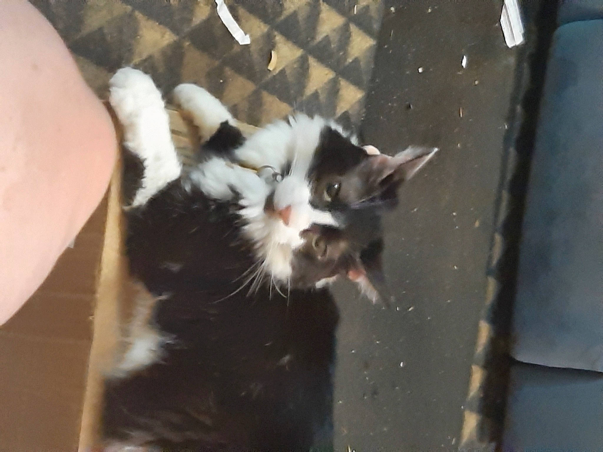 Domino joined the competition — help win amazing prizes! carnivore, cat, claw, domestic_short_haired_cat, felidae, formal_wear, fur, paw, small_to_medium_sized_cats, tail, terrestrial_animal, whiskers, window