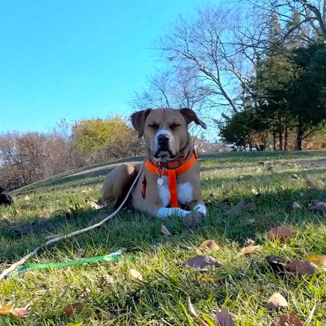 No'E joined the competition — help win amazing prizes! accessories, animal, bird, bulldog, canine, cattle, cow, dog, grass, hound, livestock, outdoors, person, pet, plant, puppy, strap, tree, vegetation, walkingdog